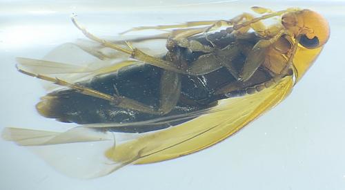 Réf. 336 650 : Anaspis sp.
